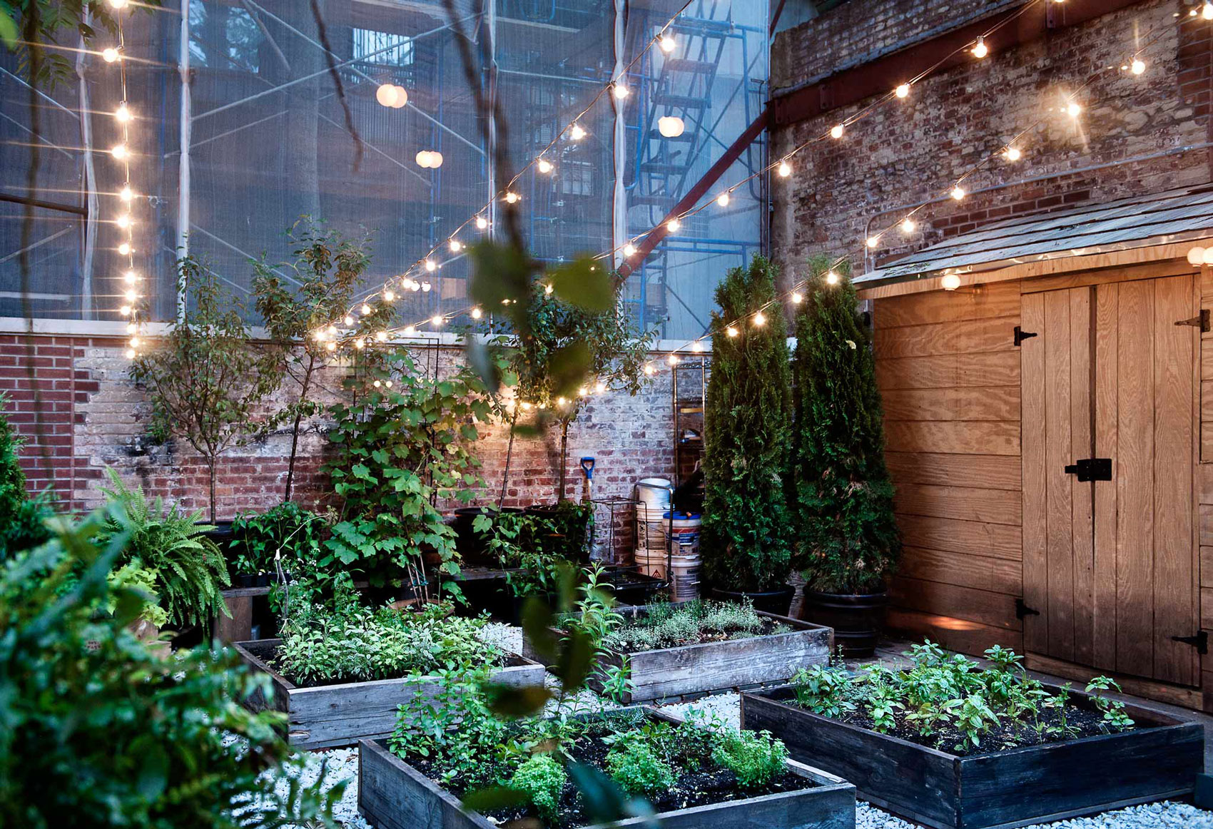 The chef's herb garden